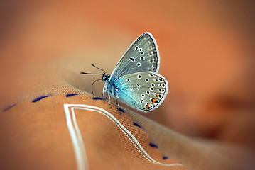 Image showing Close up of Beautiful butterfly 