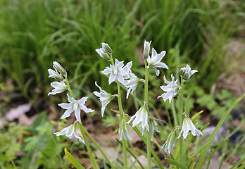 Image showing Beautiful flowers of Ornithogalum Nutans