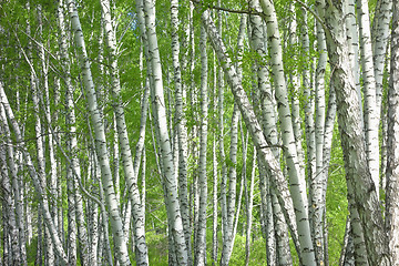 Image showing birch trees background