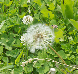 Image showing close up of dandelion