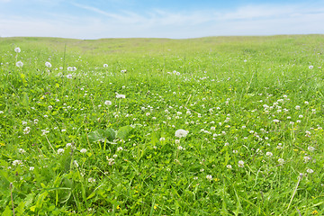 Image showing field summer landscape