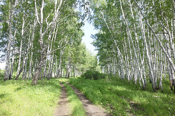 Image showing road in birch forest