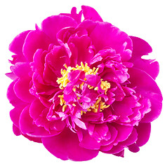 Image showing beautiful peony isolated