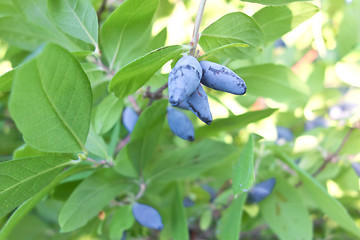 Image showing fresh ripe honeysuckle 