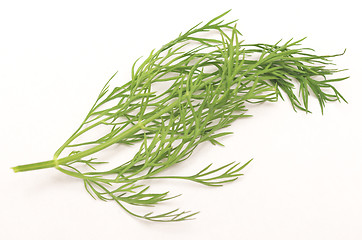 Image showing fresh dill isolated