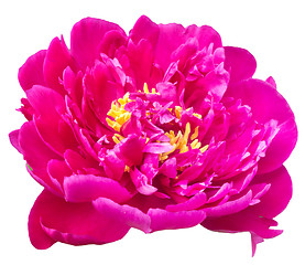 Image showing beautiful peony isolated