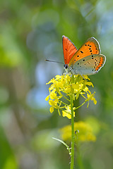 Image showing Common Blue (Polyommatus icarus) butterfly 