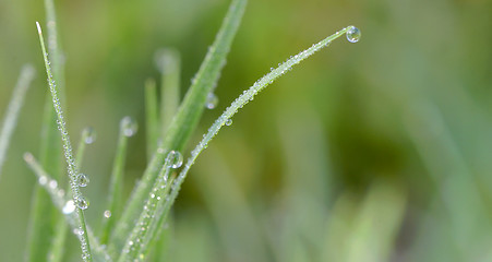 Image showing Fresh grass with dew drops 