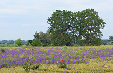 Image showing beautiful rural landscape