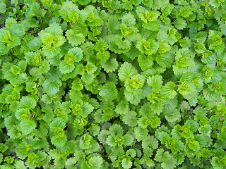 Image showing Dead-nettle