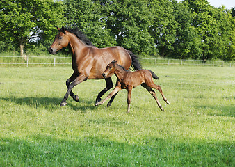Image showing Mare with foal gallops