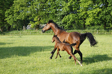 Image showing brown mare with foal