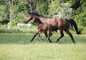 Image showing Mare with foal on pasture