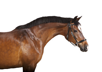 Image showing isolated brown horse head