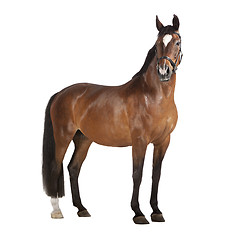 Image showing Horse white background