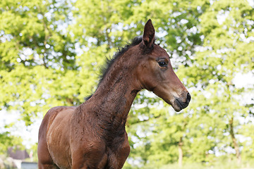 Image showing young foal