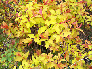 Image showing Bright colorful leaves