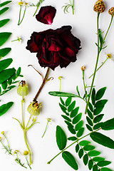 Image showing Herbarium of field of wild foliage