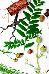 Image showing Herbarium of field of wild foliage