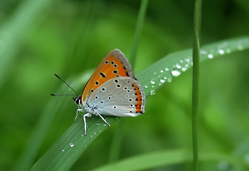 Image showing Beautiful butterfly sitting on leaf 