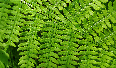 Image showing Leaf of green fern