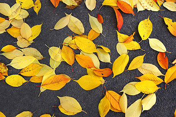 Image showing Bright fallen foliage 