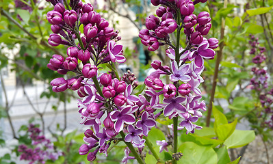 Image showing beautiful blossoming lilac flowers