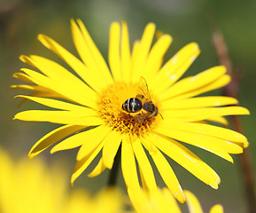 Image showing yellow daisy and a bee on it