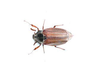 Image showing chafer