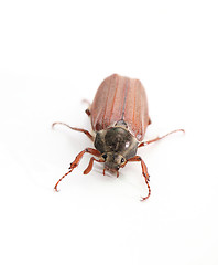 Image showing maybug