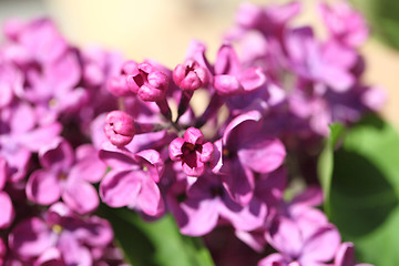 Image showing lilac flowers