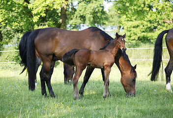 Image showing Foal with mare