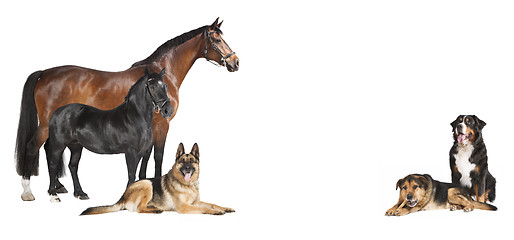 Image showing Horses Dogs white background collage