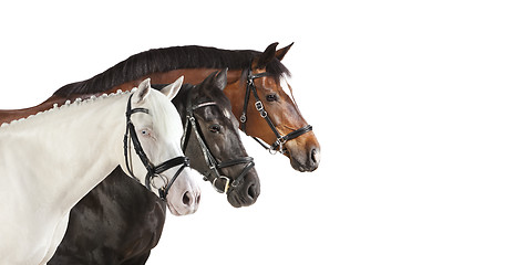 Image showing different horses white collage