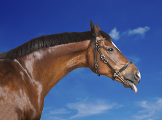 Image showing Horse blue sky