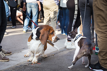 Image showing Two dogs greeting each other by sniffing.