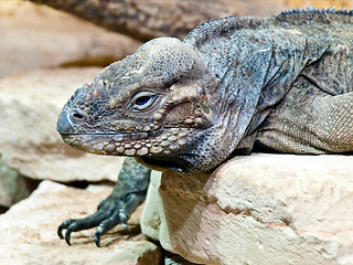 Image showing Iguana 