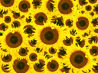 Image showing Sunflower Background