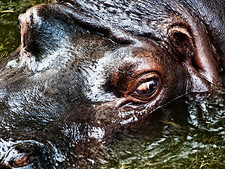 Image showing Hippopotamus 