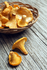Image showing Mushroom Yellow chanterelle