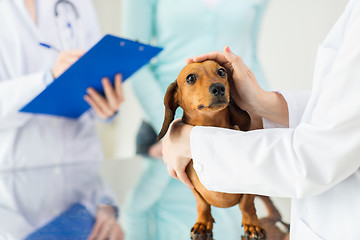 Image showing close up of vet with dachshund dog at clinic
