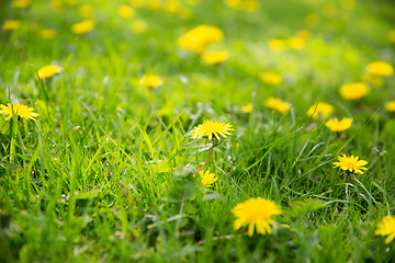 Image showing dandelion flowers blooming on summer field