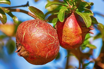 Image showing Fruit of Punica Granatum