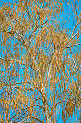 Image showing Birch Covered with Catkins