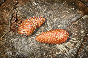 Image showing Fir Cones on the Stump