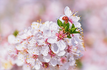 Image showing Flowering Plum