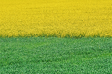 Image showing Field of Colza and Wheat