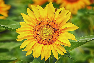 Image showing Blooming Sunflower