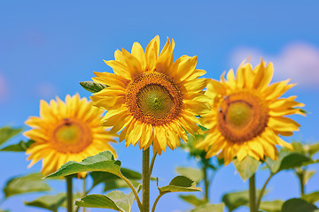 Image showing Blooming Sunflower