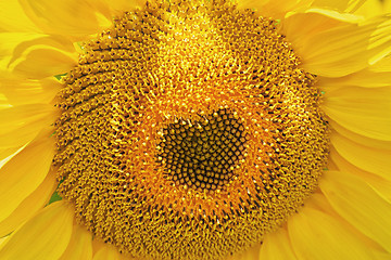 Image showing Blooming Sunflower